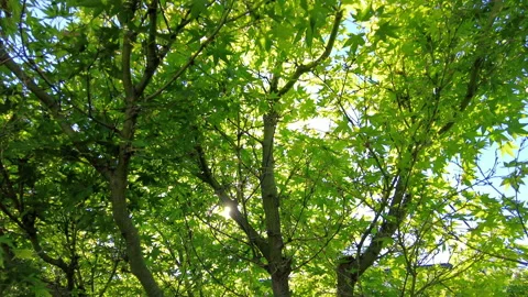 Tree with green leaves sun shining beautifully through. Walking underneath Stock Footage 164295997