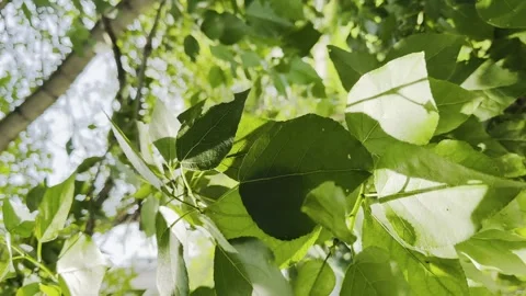 A tree with green leaves is in the sunlight Stock Footage 281308770