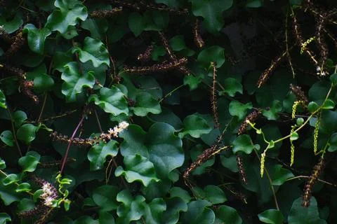 Tree green leaves texture background Stock Photos