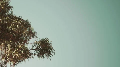 Tree with green leaves under a blue sky in a sunny daytime setting Stock Footage 343541601
