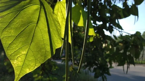Tree with green leaves under sunlight over a road with cars. B roll Stock Footage 159706175
