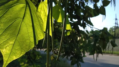 A tree with green leaves under sunlight over a road with cars. B roll Stock Footage 159706373