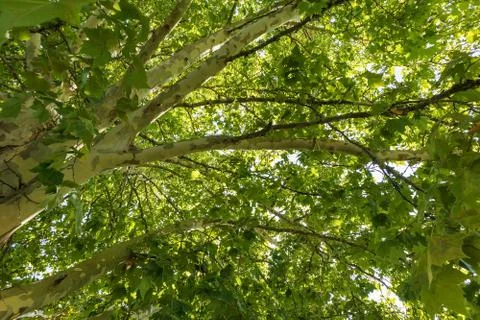 Tree with green leaves view from below. Stock Photos