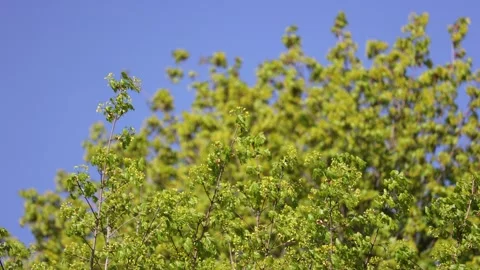 A Tree With Green Leaves Waving In The Wind Against The Blue Sky. 4k. 60 FPS. Stock Footage 244938375