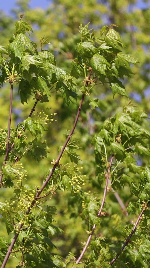 A Tree With Green Leaves Waving In The Wind Against The Blue Sky.  Vertical Video stock 270309957