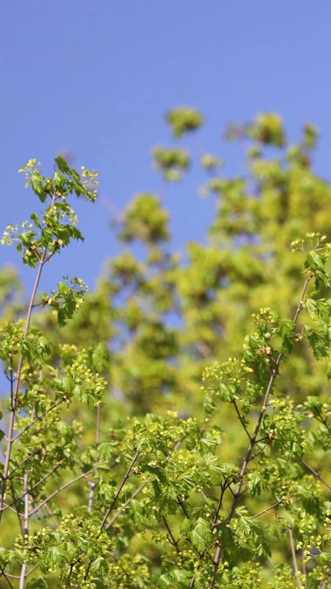A Tree With Green Leaves Waving In The Wind Against The Blue Sky.  Vertical Stock Footage 270310111