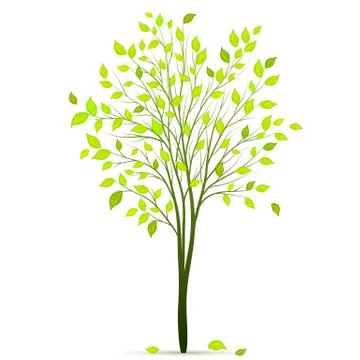 Tree with green leaves on white background vector Illustrazione stock