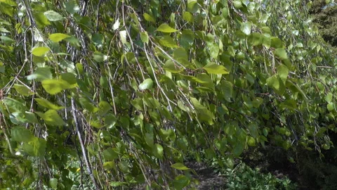 A tree with green leaves in the wind in 4K Stock Footage 153424364