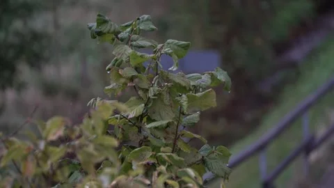 Tree with green leavs blowing in the wind - Background Footage Stock Footage 251050372