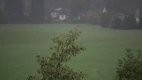 Tree with green leavs blowing in the wind and rain Stock Footage 251050464