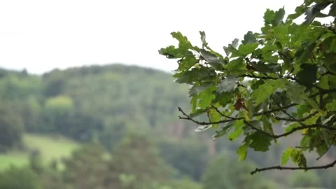 Tree with green leavs blowing in the wind - Background Footage 動画素材 251050685