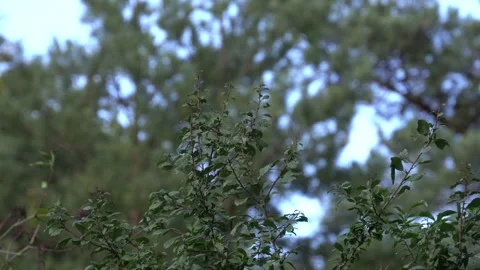 Tree with green leavs blowing in the wind - Background Footage Stock Footage 251388703