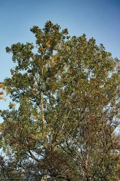 Tree Green Mannheim germany sky yoga background autumn leafs Stock-Fotos