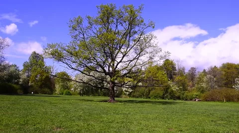 Tree on a green meadow in the Park Vidéo 63099834