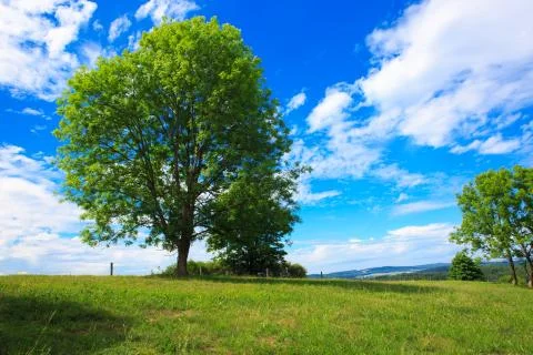 Tree on a green meadow Stock Photos