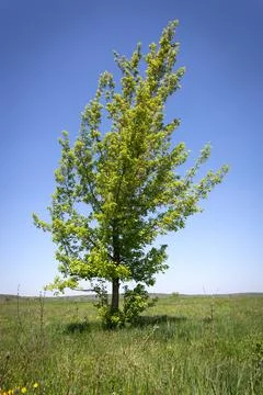 Tree on green meadow Stock-Fotos