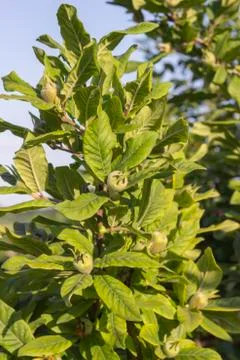 Tree with green medlars Stock Photos