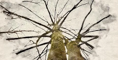 Tree with green moss covered the trunk against the sky. Foto stock