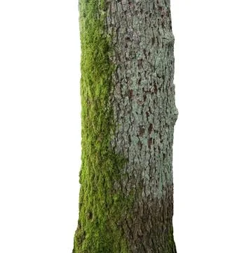 Tree with green moss Stock Photos