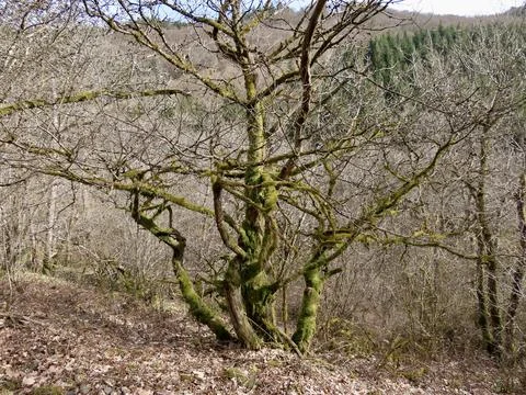 Tree with green moss Stock Photos