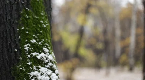 Tree with green moss under the first snow Video stock 55628570
