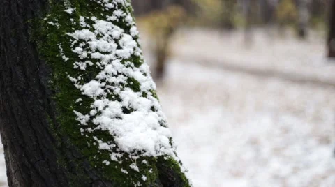 Tree with green moss under the first snow and walking man Video stock 55628616