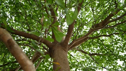 Tree in green nature Stock Footage 93882230