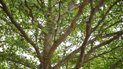 Tree in green nature Stock Footage 98216935