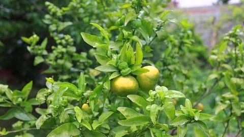 Tree with green oranges Stock Footage 97448124