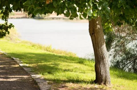 Tree in a green park on the background of the river Stock Photos