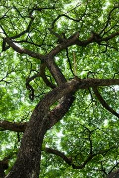Tree in green park Stock Photos