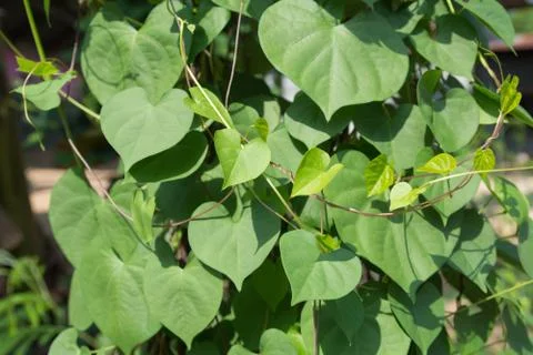 Tree green Stock Photos