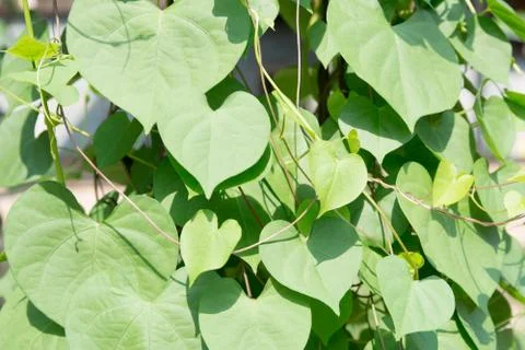 Tree green Stock Photos