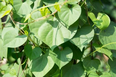 Tree green Stock Photos