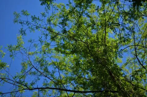 Tree Green Stock Photos