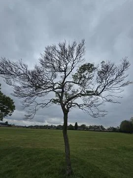 Tree in the green Stock Photos