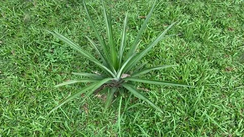 Tree green on pineapple fruit Stock Photos