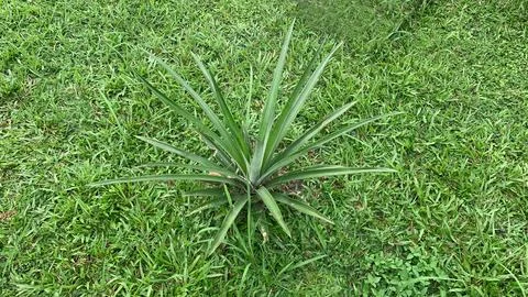 Tree green on pineapple fruit Stock Photos