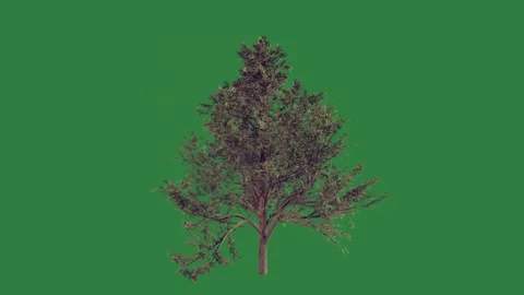 A tree on green screen and animated chromakey background motion composition Video stock 335977831
