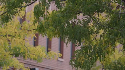 Tree Green, Tree Yellow, Brick building, Flagtaff Arizona Video stock 225843374