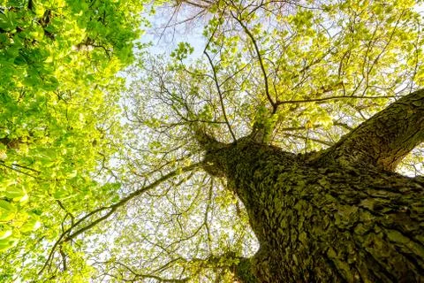 Tree with green treetop Stock Photos