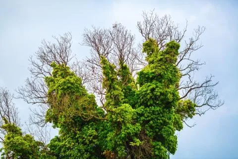 Tree with green vegetation Stock Photos