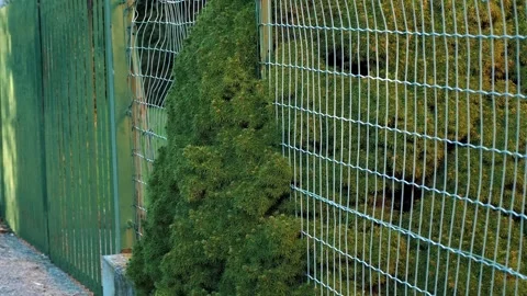 Tree that grew through a chain link fenc... | Stock Video | Pond5