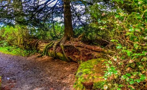 The tree grew on top of a fallen trunk of an old tree in Olympic National Par Foto stock