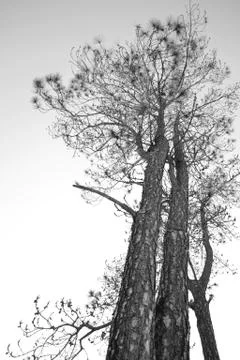 Tree grey Stock Photos