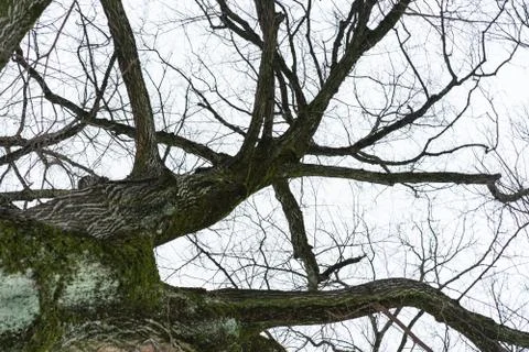 Tree with grey sky in winter Stock Photos