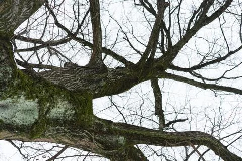Tree with grey sky in winter Stock Photos