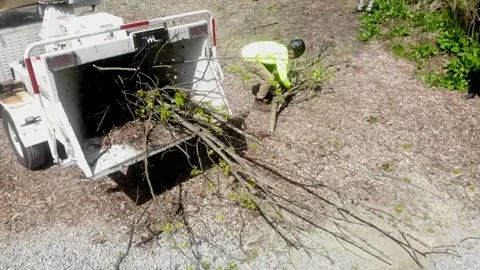 Tree grinding machine Stock Footage 201128138