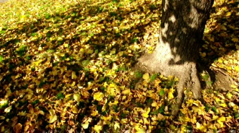 Tree &amp; Ground Vídeos de archivo 542257