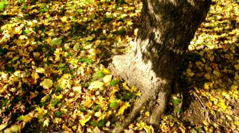 Tree &amp; Ground - moving camera Stockbeeldmateriaal 542344